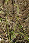 Grass-leaf arrowhead